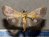 Ulopeza flavicepsalis